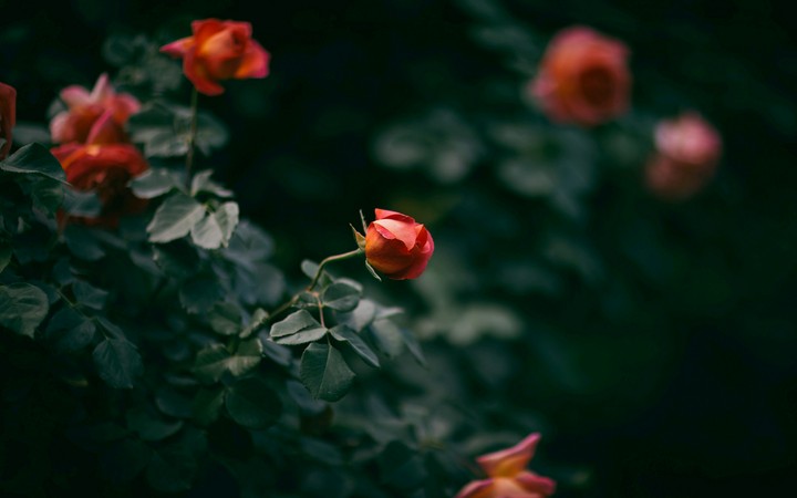 #Rose #Beautifull