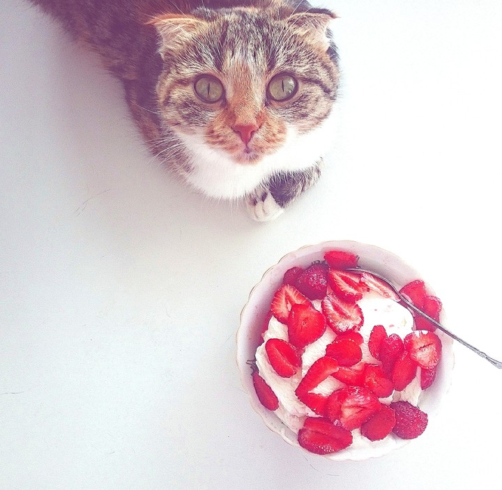 cat's ice-cream