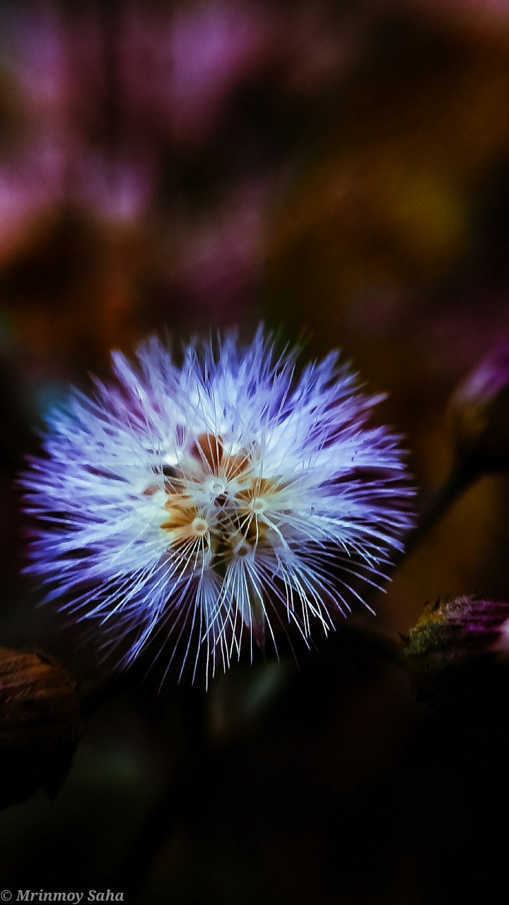 Dandelion