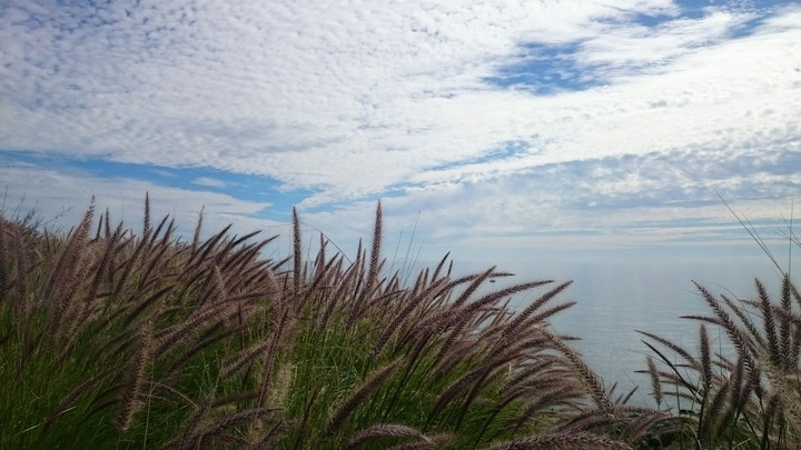 Sky plants