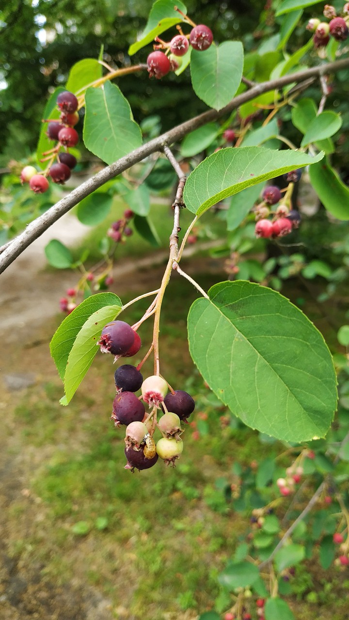 berries