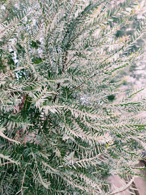 leaves