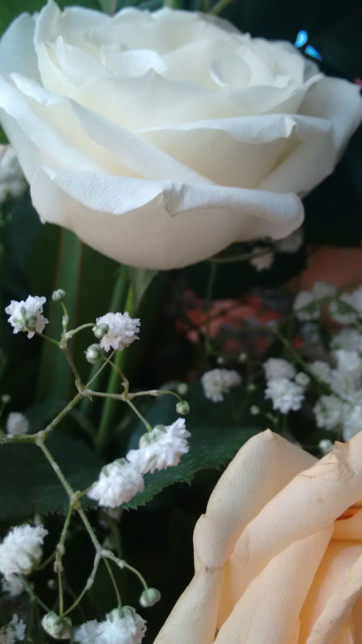 rosas
