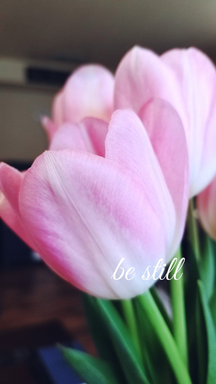 pink tulips