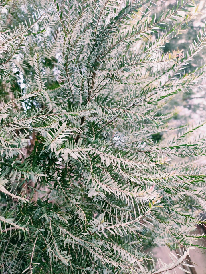 leaves