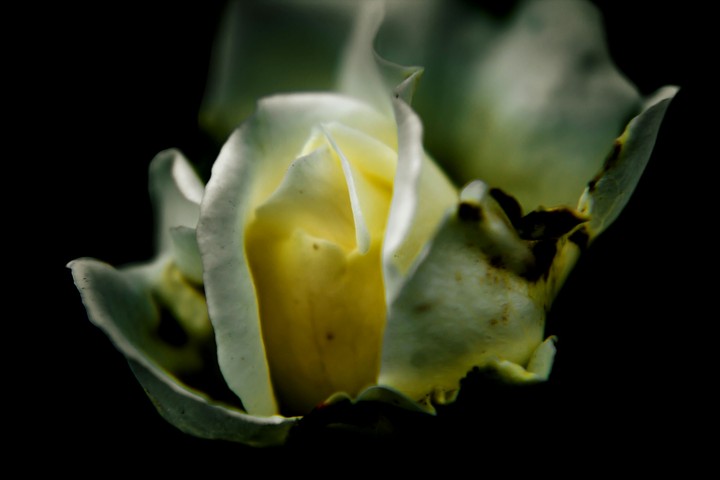 White Beauty