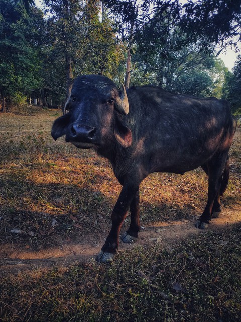 Buffalo