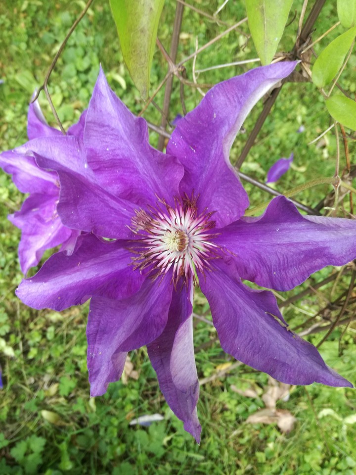 Lila Blüte aus den Tropen.