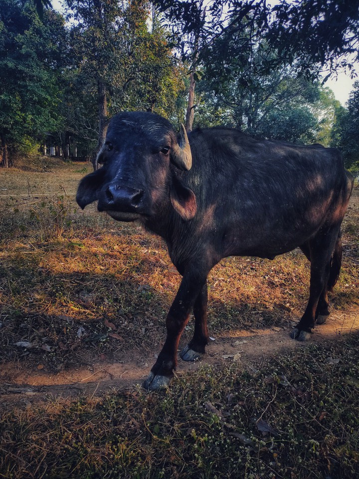 Buffalo