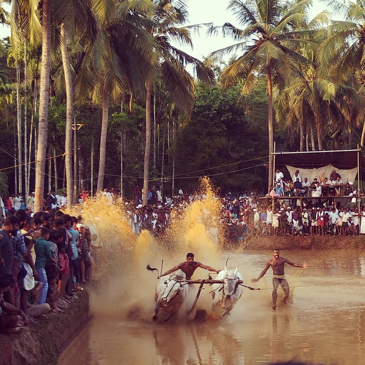 cattle race