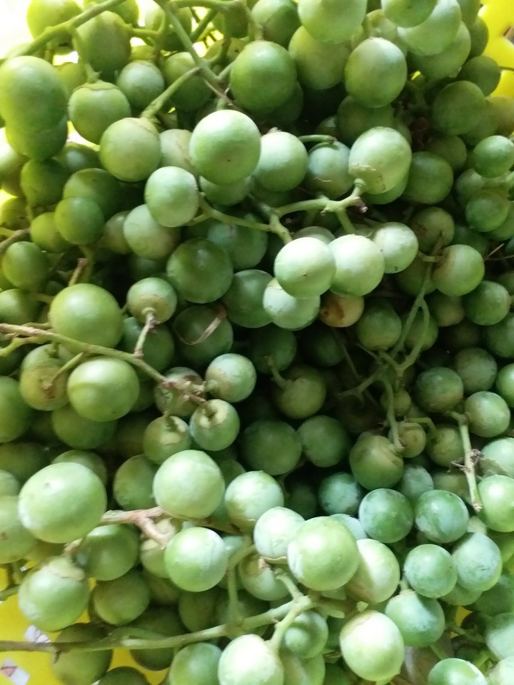 from my bagicha : lesua