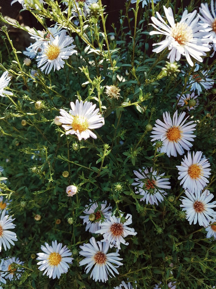 Chamomile