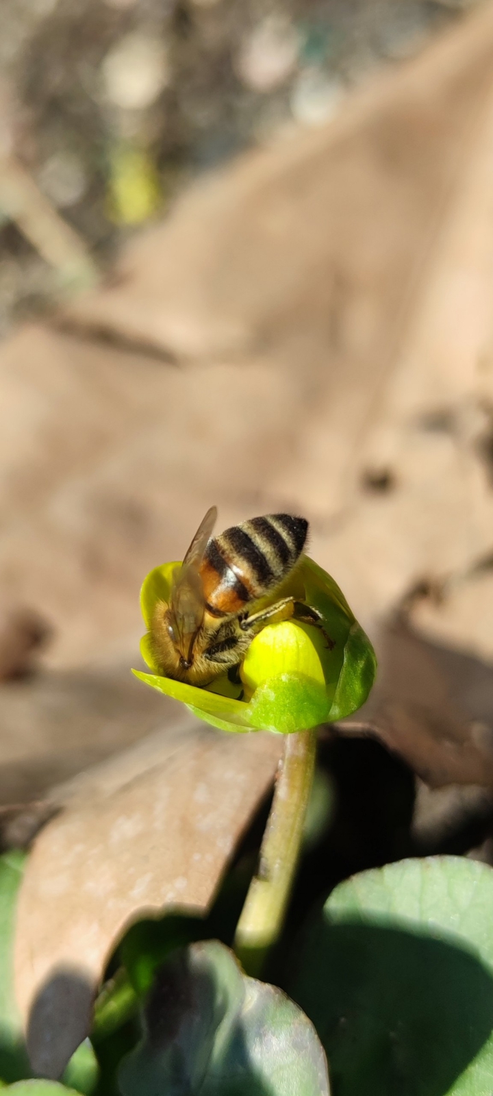 bee