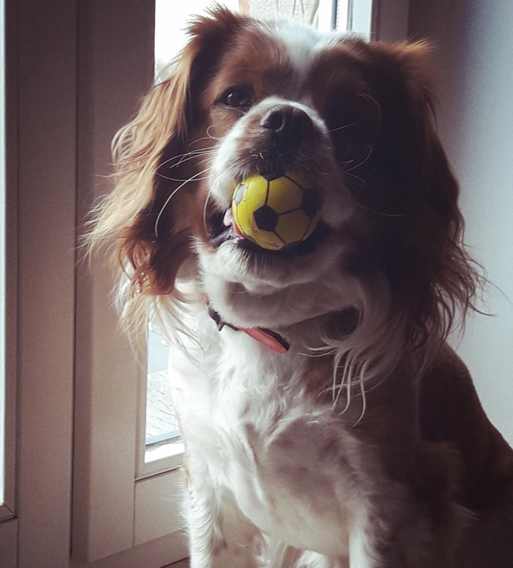 cavalier