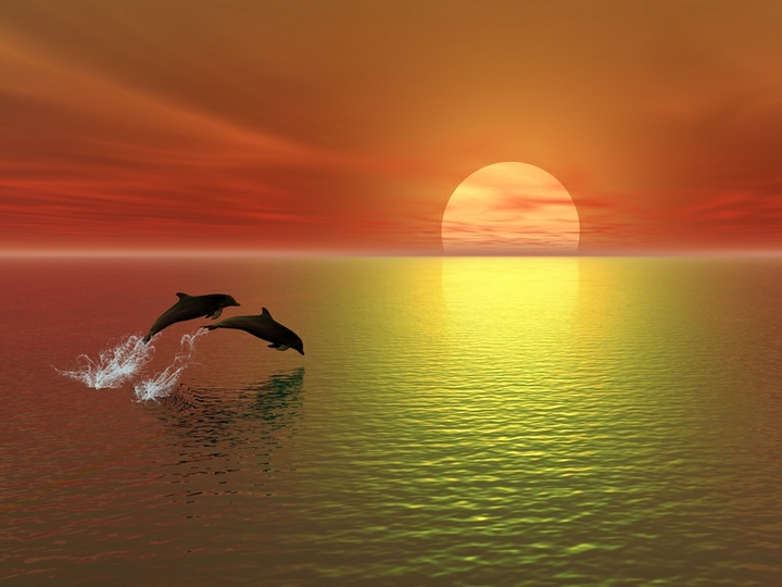 dolphins