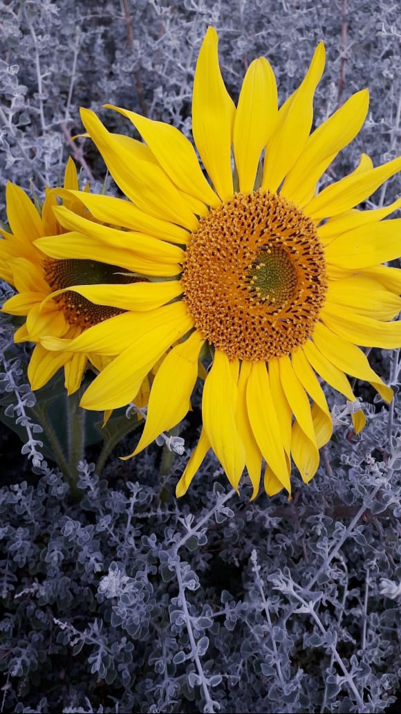 sunflowers