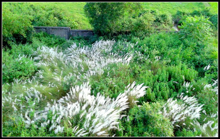 kashful