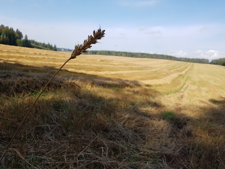 колос в поле