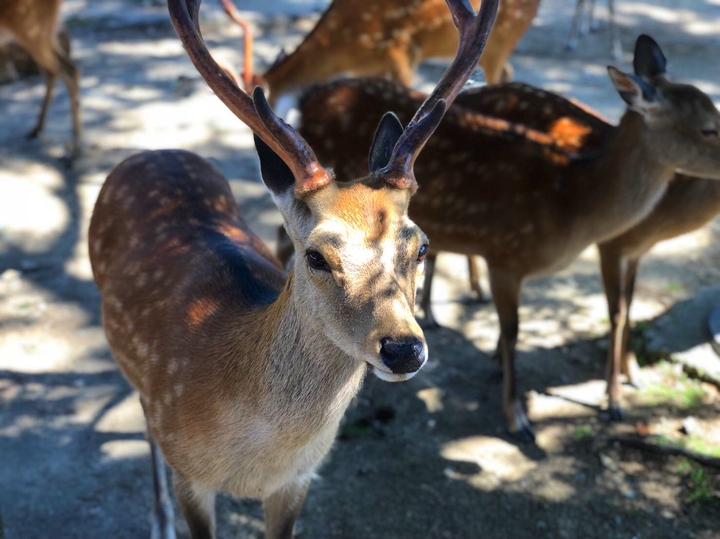 deer’s portrait