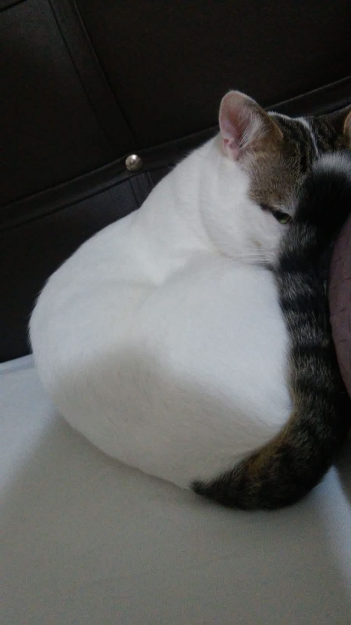 miço