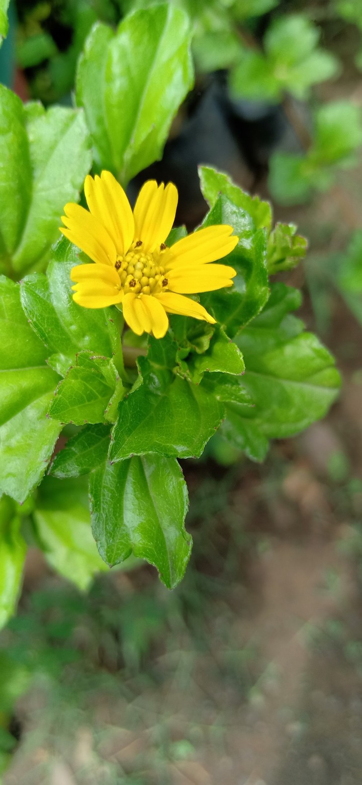 flower