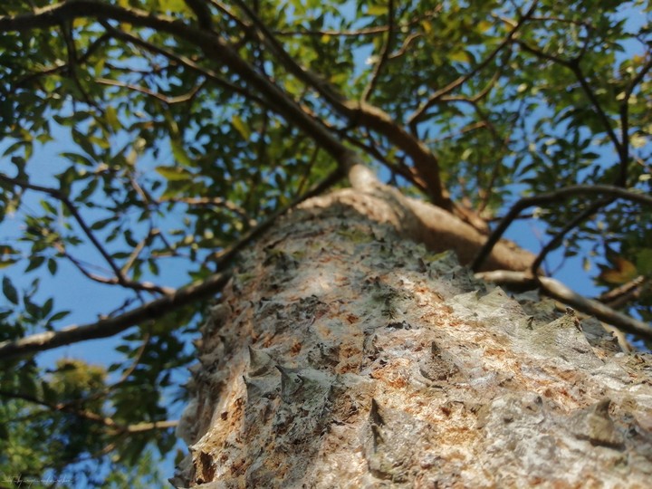 semul tree