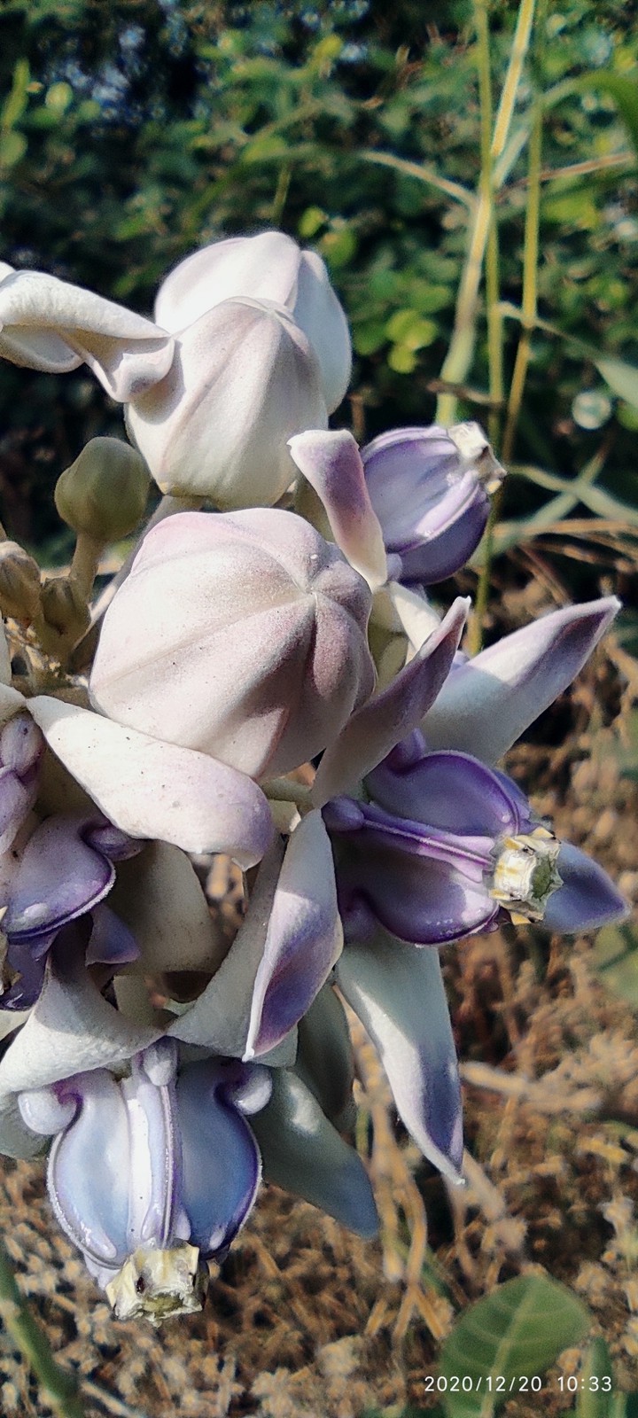 Flower