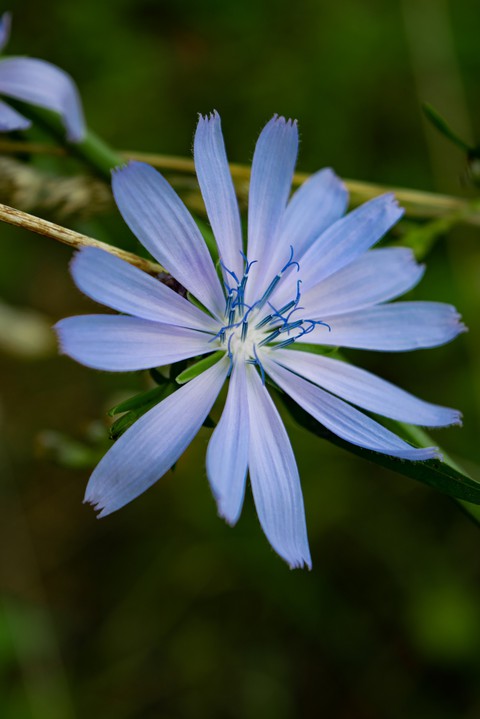 Bokeh Flower