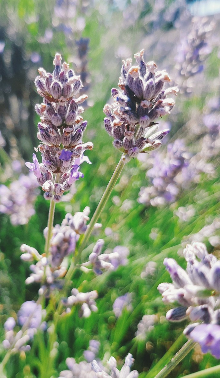 lavander