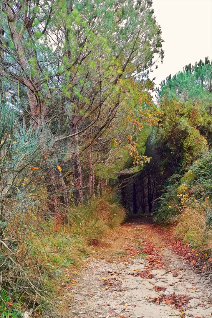 Secret garden