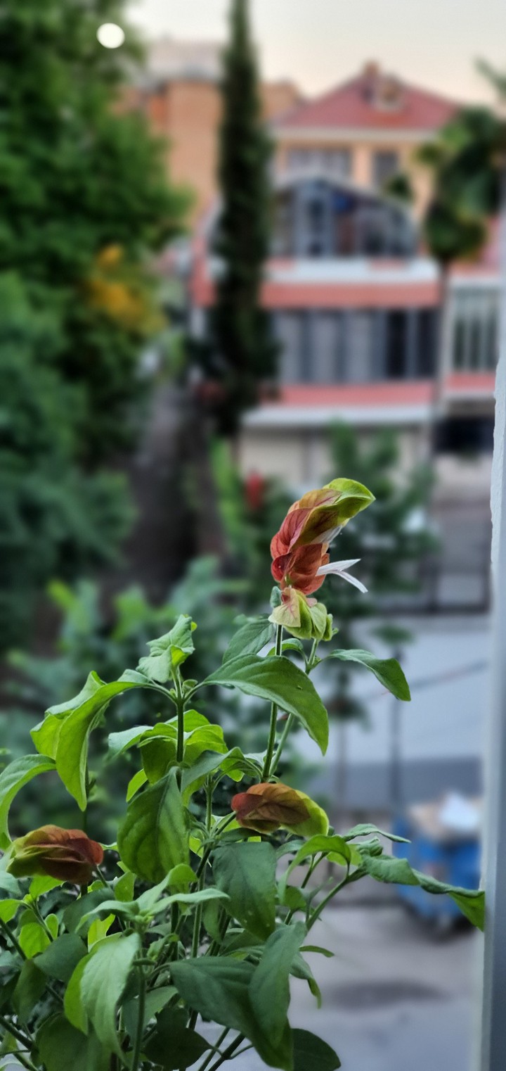 fox tail flower....?