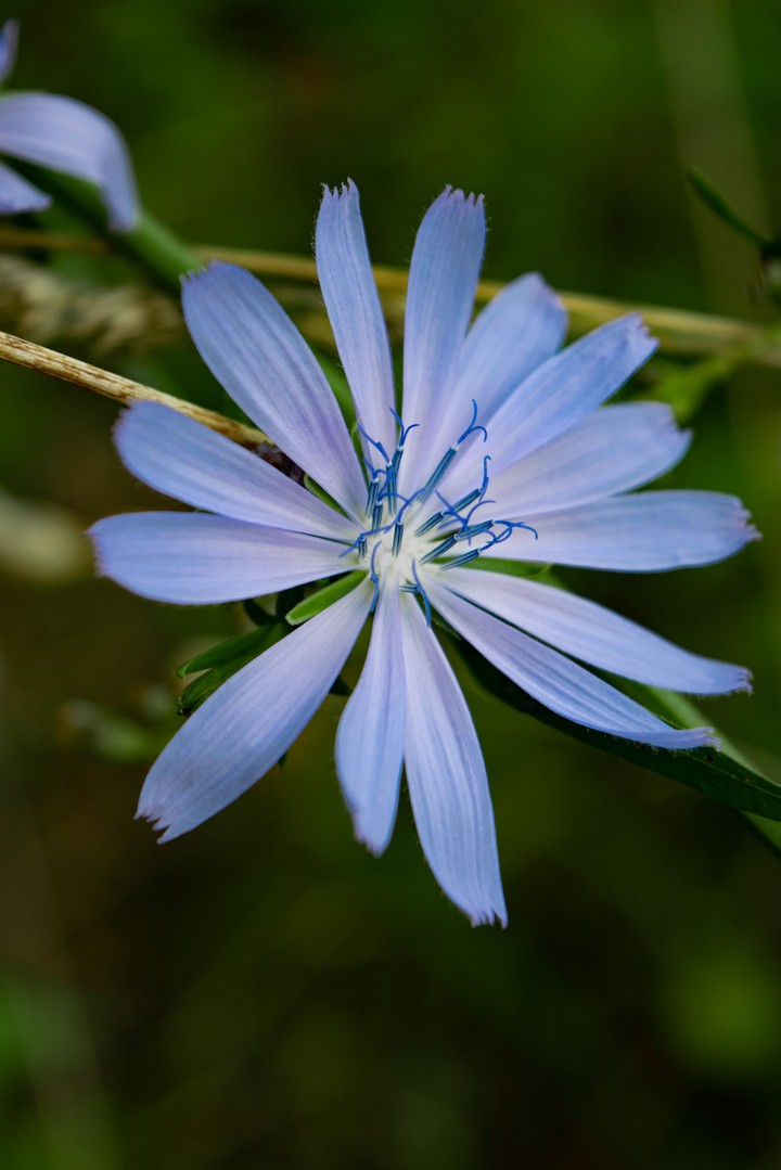 Bokeh Flower