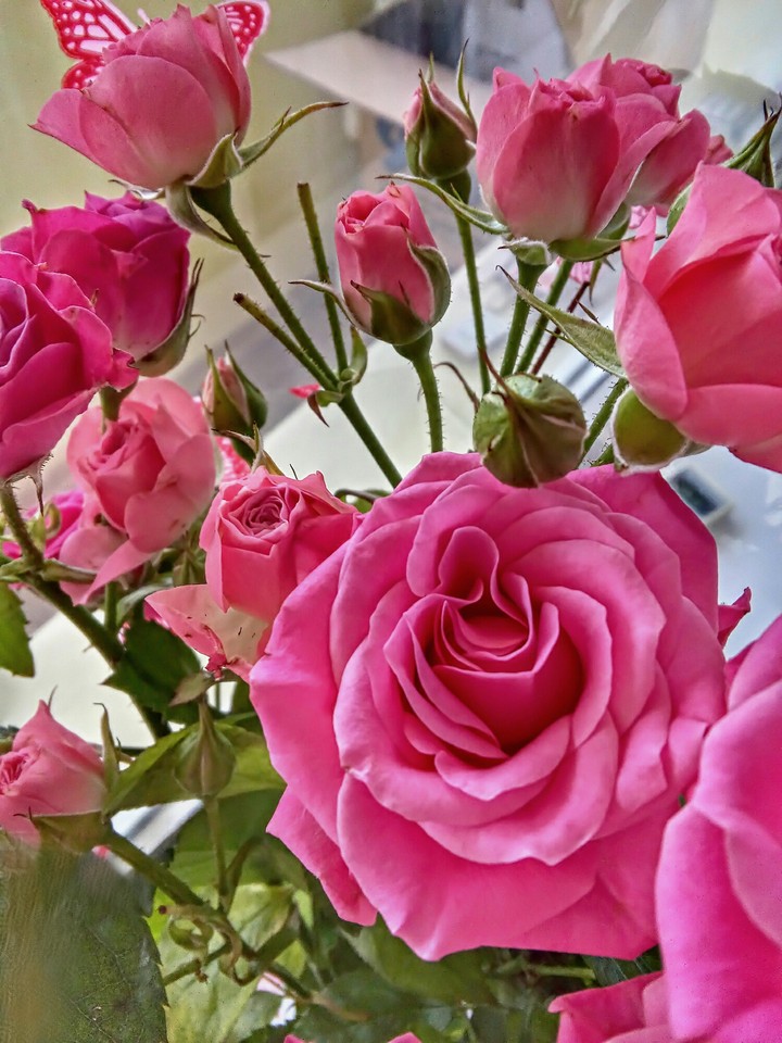 Roses
