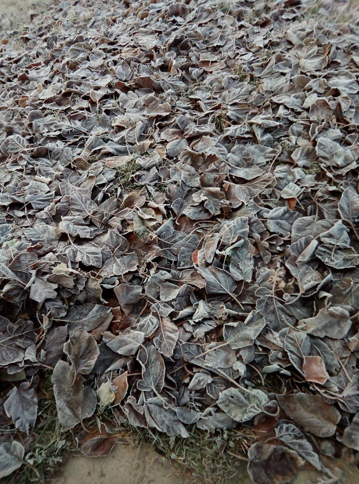 leaves