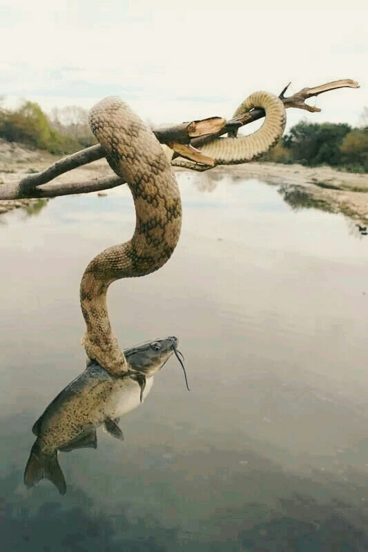 snake 