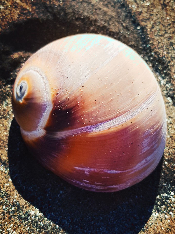 Whelk