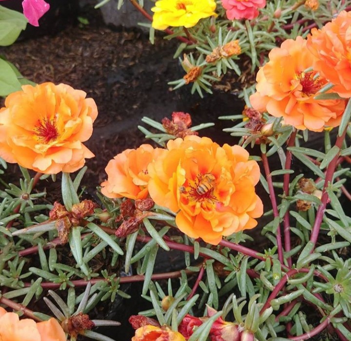 flore