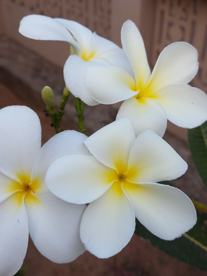 #flowerlove