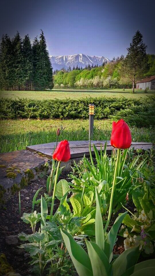 spring