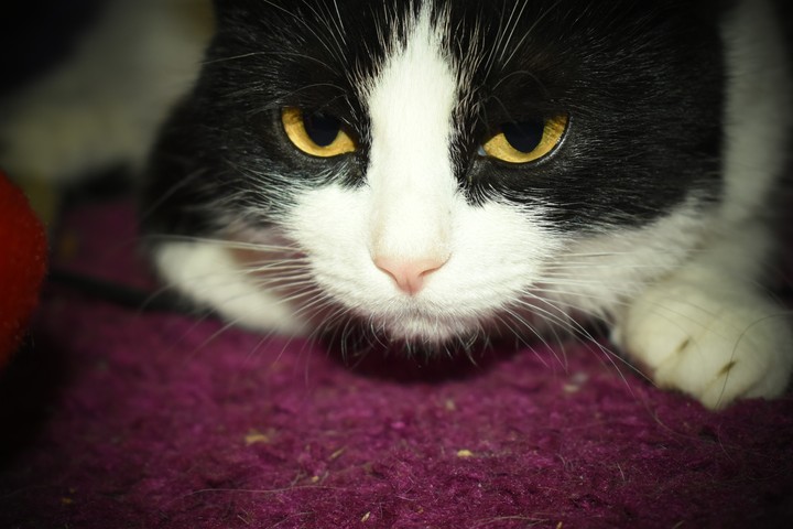 cat
