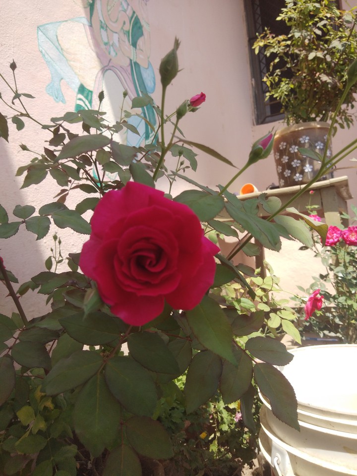rose