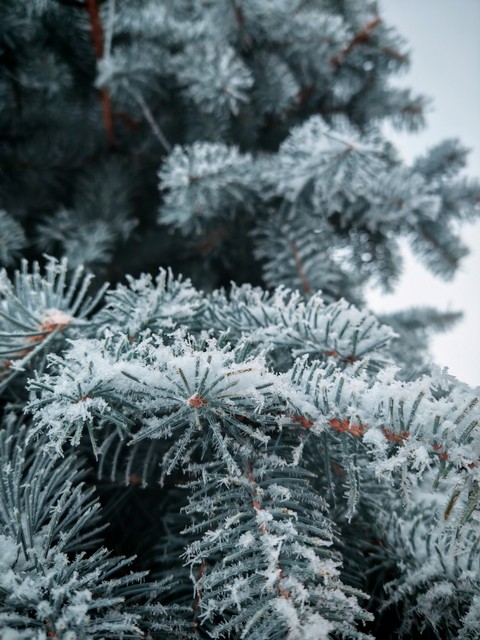 tapety freezing, conifers