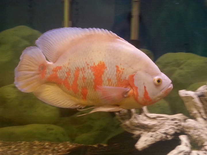 meathead the oscar