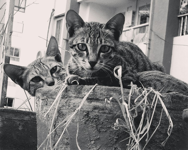 twocat