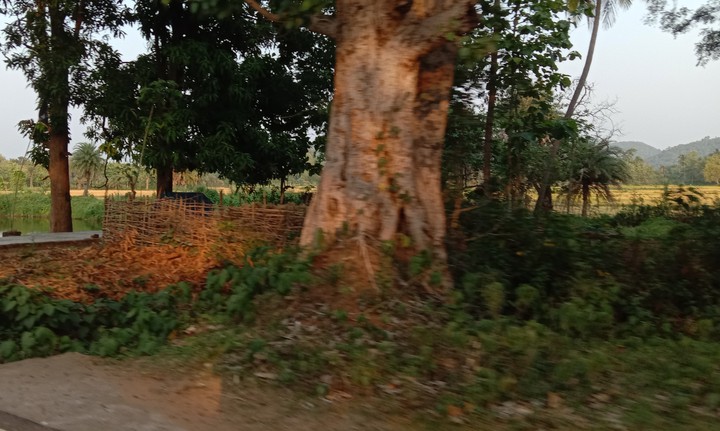 Long Drive