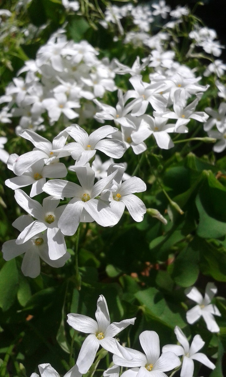 uyku çiçeği (sleep flowers)