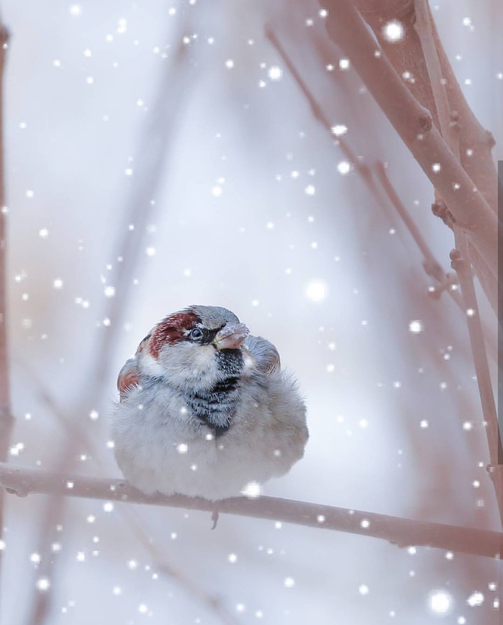 cute bird ❤️