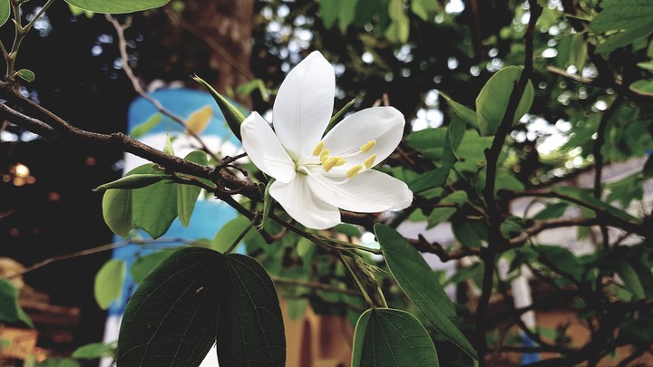 Flower in bengal