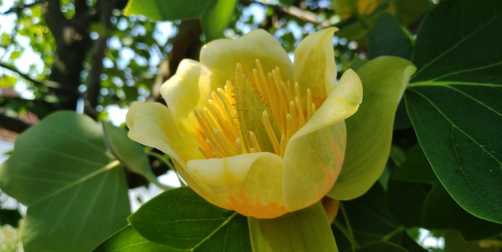 flower