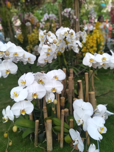 Phong Lan